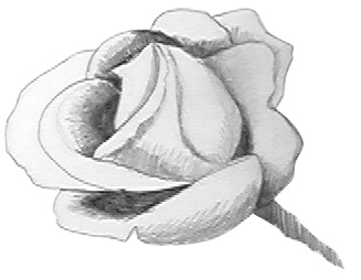 drawings of roses with hearts